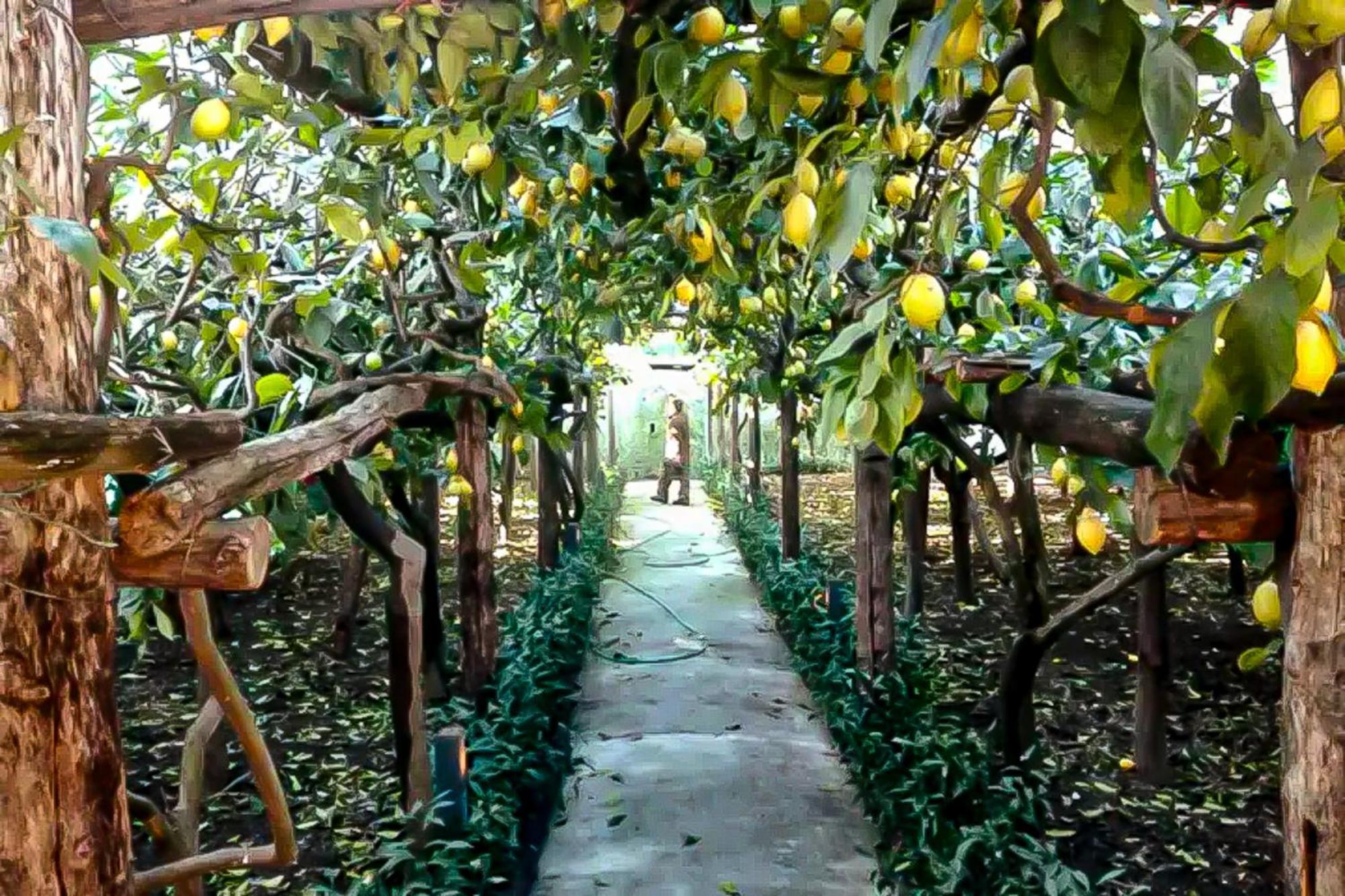 마이오리 Limoneto Di Anna 빌라 외부 사진
